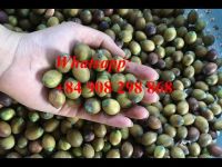 the best price lutos seeds in VIet NAm