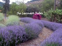 Organic Lavender Hydrosol