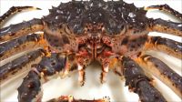 ATLANTIC RED KING CRAB