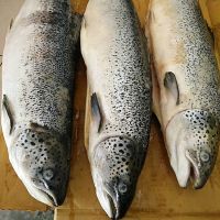 SALMON