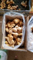 Fresh Ginger With High Quality From Vietnam