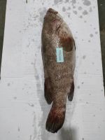 Frozen Whole Round Spotted Reefcod (Grouper
