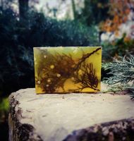 CEDAR PINE SOAP