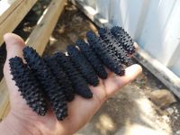 dried sea cucumber