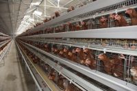Automatic A type chicken cage system From China