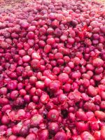 Nashik Red Onion