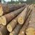 Pine, Spruce and Red Meranti Sawn Timber logs at competitive prices From Thailand