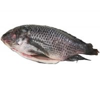 Seafood wholesale top quality fresh fish frozen whole tilapia From Thailand
