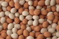 High Quality Fresh Chicken Eggs