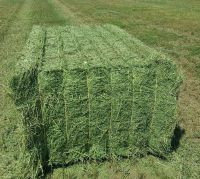 High Quality Animal Feed Alfalfa Hay From Russia Federation