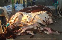 Raw Wet Salted Cattle Hides | Cow Skins /Buffalo Hides/Donkey Hides For Sale