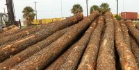 Radiate Pine Logs Yellow Pine Wood Logs