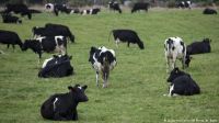 Live Dairy Cows and Pregnant Holstein Heifers Cows