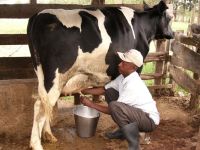 Holstein Heifers Dairy Cows
