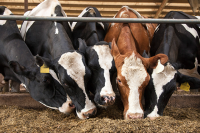 Holstein Heifers Dairy Cows