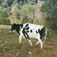 Holstein friesian cows and