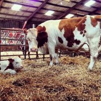 High Milk Yield Pregnant Holstein Heifers