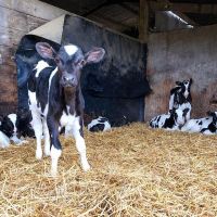 Pregnant Holstein Heifers live cows