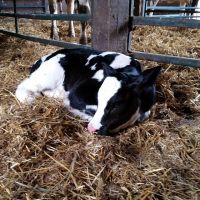 Live Dairy Cows / Pregnant Holstein Heifers