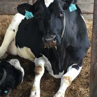  Pregnant Holstein Heifers Cow Ready