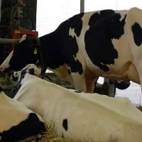 Live Dairy Cows / Pregnant Holstein Heifers