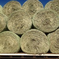 Alfalfa HAY Green and Fresh - Best Quality and Price