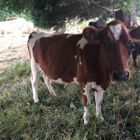 Holstein friesian cows and