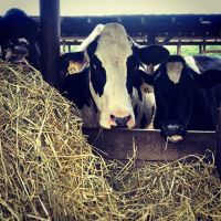 Pregnant Cows, Friesian Cows, Healthy Cows