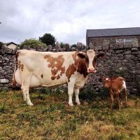 Hot Sale Pure Bloodlines Pregnant Holstein Heifers / Live Cows For Sale