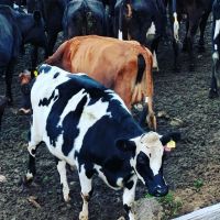 Pregnant Dairy Cattle For Sale, Friesian Holstein Cow available
