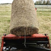 Cheap Alfafa Hay for Animal Feeding Stuff Alfalfa, hay/alfalfa hay pellets