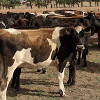 High Quality Live Dairy Cows / Pregnant Holstein Heifers