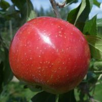wholesale price for 2019 crop red Fuji apple