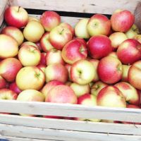 Pome Fruit Fresh Red Delicious Apple Premium Apple