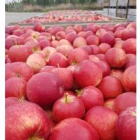 Hot sale red chief apple