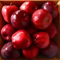 Fresh Apple (Red Delicious, Gala, Red chief, scarlet Spur)