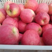 New crop Fuji Apple in carton