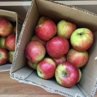 Red chief royal gala apple in competitive prices