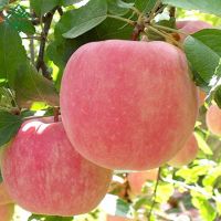 Quality Sweet Red Chief Apple for sale