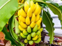 King Banana