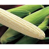 White Maize