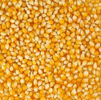 Yellow Maize