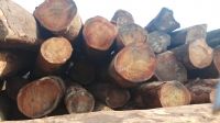 Timber logs From Cameroon