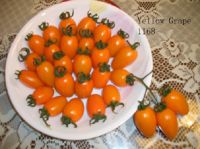 Wholesale Grape Tomato Seeds
