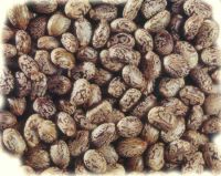 Wholesale Castor Seeds