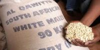 Wholesale White Maize/Corn Suitable for Human Consumption