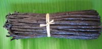 Wholesale Vanilla bean Orchid