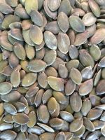 Wholesale GWS pumpkin seed kernels From South Africa