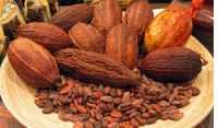 Wholesale High Quality Dried Raw Natural Cocoa Beans