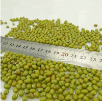 Wholesale Wholesale Best Quality Green Mung Beans with Reliable Price